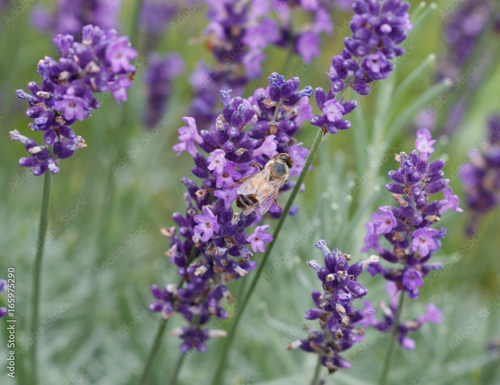 Bee in Lavender Field