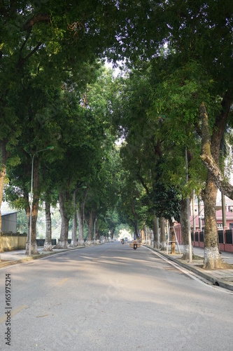 Tree-lined road, Hanoi, Vietnam