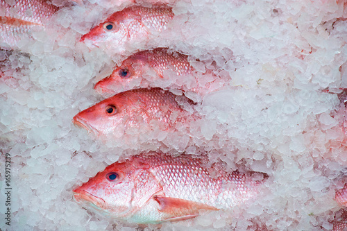 fresh Gulf of Mexico red snapper catch in ice photo