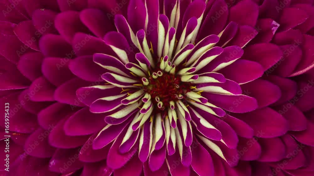 Flower Bloom Close-up. Purple Zinnia Time Lapse. Flower Bloom Close-up. Purple Zinnia Time Lapse.