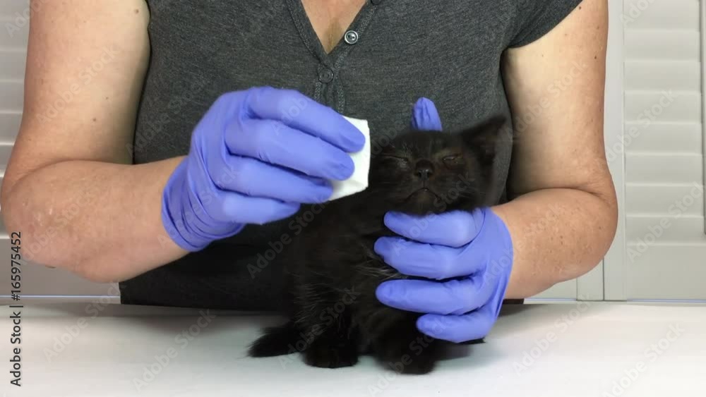 4K HD video of one black tabby kitten with moderate eye infection