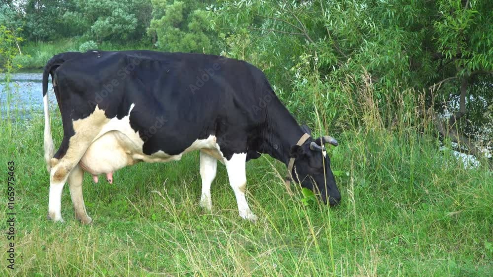 the Cow chews , posing and meditating on the lawn the Cow chews , posing and meditating on the lawn