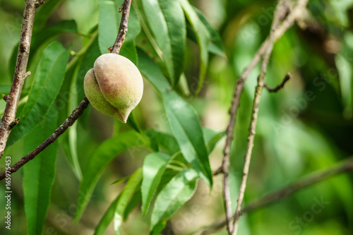 The fruit of peach blossom in early morning sunshin photo