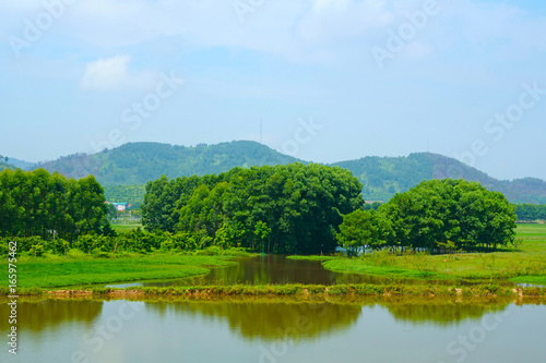 Lake  lawns and trees in the wetlands of rice field