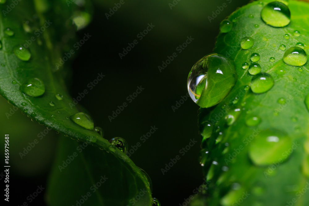 Water Drops on Leaf Water Drops on Leaf