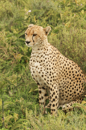 Cheetahs in Serengeti