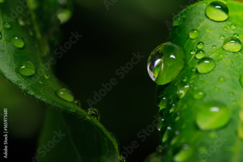 Water Drops on Leaf