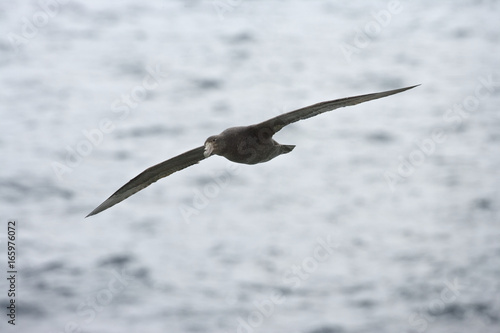 Southern giant petrel  Macronectes giganteus  in flight