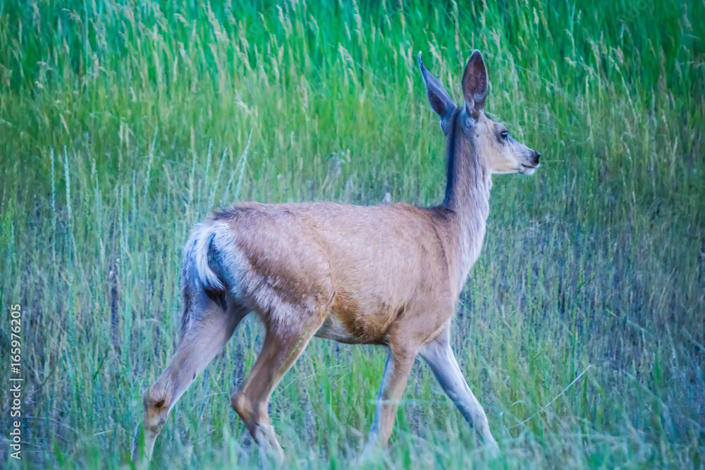 Fototapeta premium montana red deer doe grazing in field