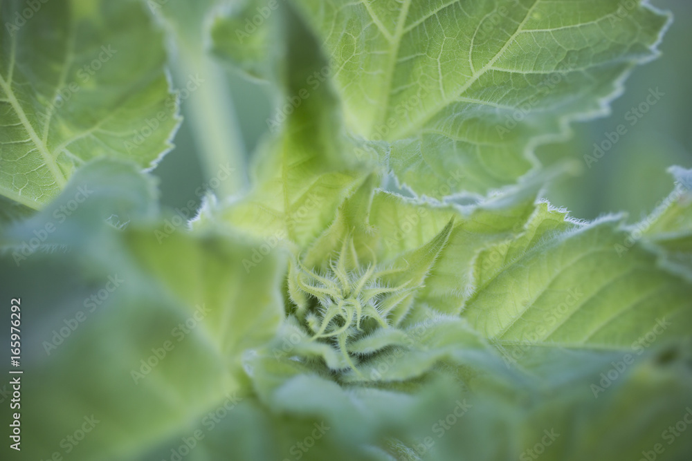 Mammoth Russian sunflower bloom before opening in Indiana garden Mammoth Russian sunflower bloom before opening in Indiana garden