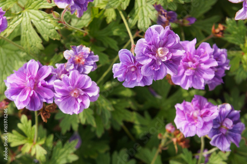 Geranium himalayense plenum birch double purple flowers soft focus © skymoon13