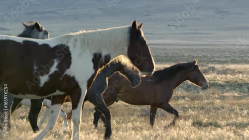 Wild horses walking as the sun rises over the mountain top