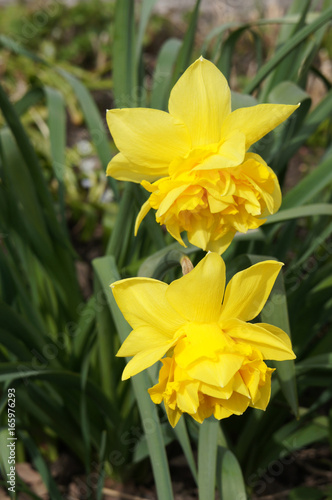 Two yellow narcissus flowers with green