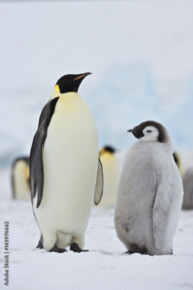 Obraz premium Emperor Penguin (Aptenodytes forsteri), adult with chick at Snow Hill Island, Weddel Sea, Antarctica