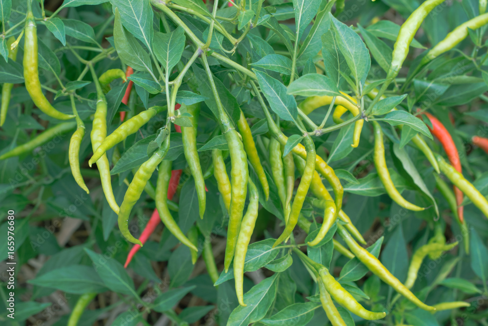 Fototapeta premium green chilies growing in a vegetable garden. Ready for harvest.