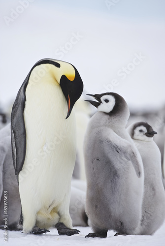 Emperor Penguin  Aptenodytes forsteri  greeting its chick  colony at Snow Hill Island  Weddel Sea  Antarctica