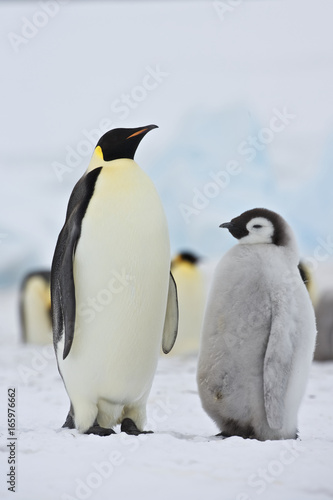 Emperor Penguin (Aptenodytes forsteri), adult with chick at Snow Hill Island, Weddel Sea, Antarctica