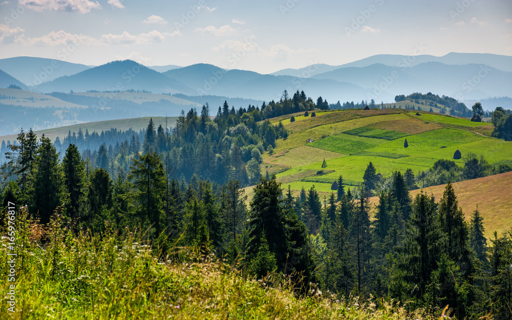 forest on a mountain hillside in rural area