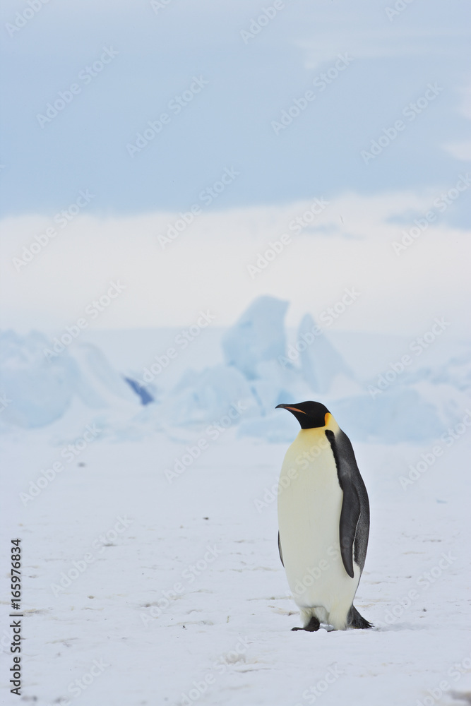 Fototapeta premium Emperor Penguin (Aptenodytes forsteri) at Snow Hill Island, Weddel Sea, Antarctica