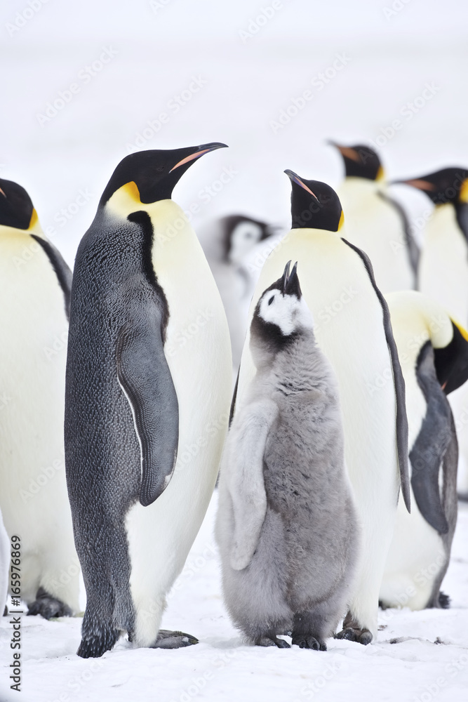 Obraz premium Emperor Penguin (Aptenodytes forsteri) pair feeding chick at Snow Hill Island, Weddel Sea, Antarctica