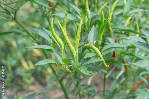 green chilies growing in a vegetable garden. Ready for harvest.