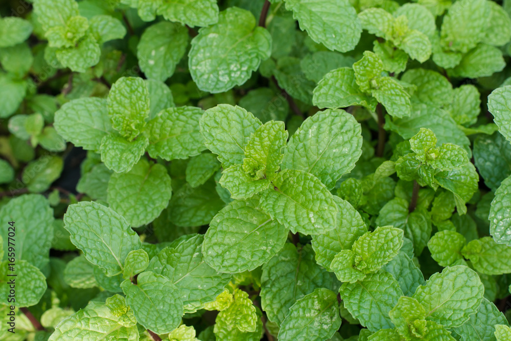 Green peppermint leaves background Green peppermint leaves background