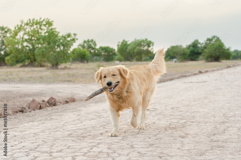 golden retriever playing outdoor with wooden stick golden retriever playing outdoor with wooden stick