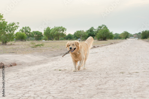 golden retriever playing outdoor with wooden stick