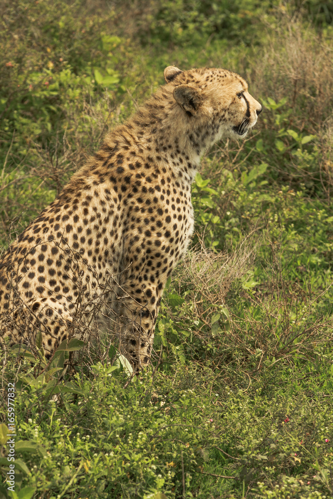 Cheetah in Serengeti Cheetah in Serengeti