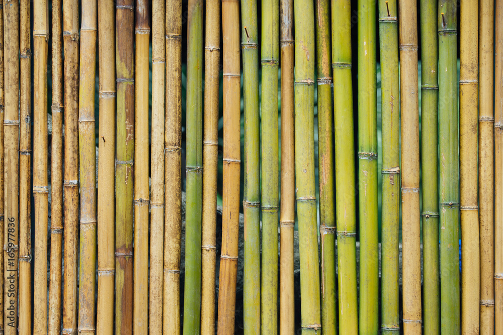 Bamboo fence. Bamboo fence.