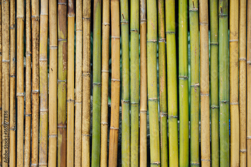 Bamboo fence.