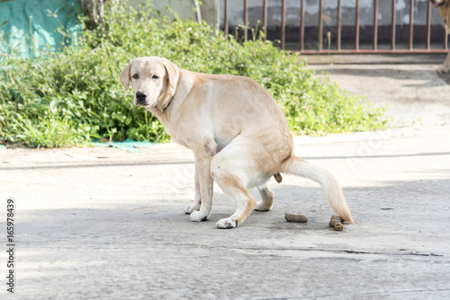 Good weather is sunny Labrador retriever pooing on street