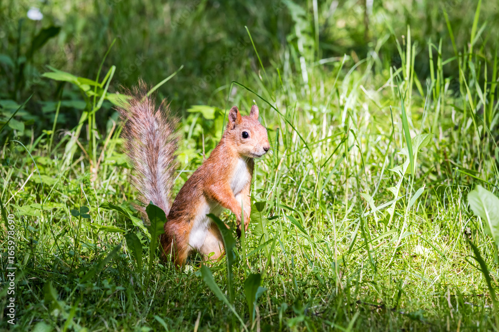 cute red squirrel standing in green grass in summer park closeup cute red squirrel standing in green grass in summer park closeup