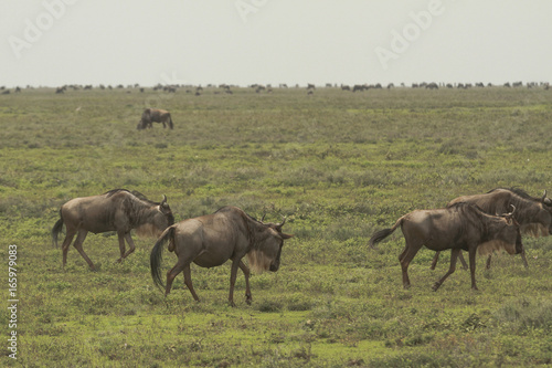 Great Migration of Serengeti © Pedro H C Pinheiro