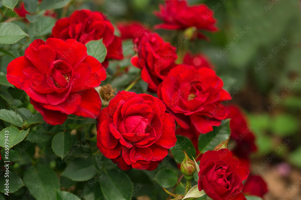 beautiful blooming red rose bushes in a garden beautiful blooming red rose bushes in a garden