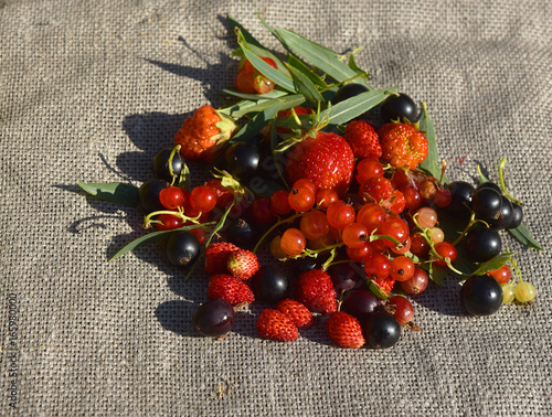 garden berries on canvas photo