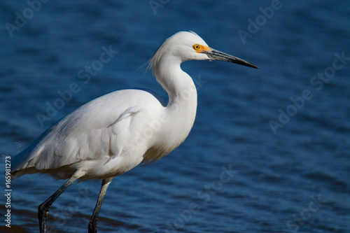 Great Snowy Egret © Anchor