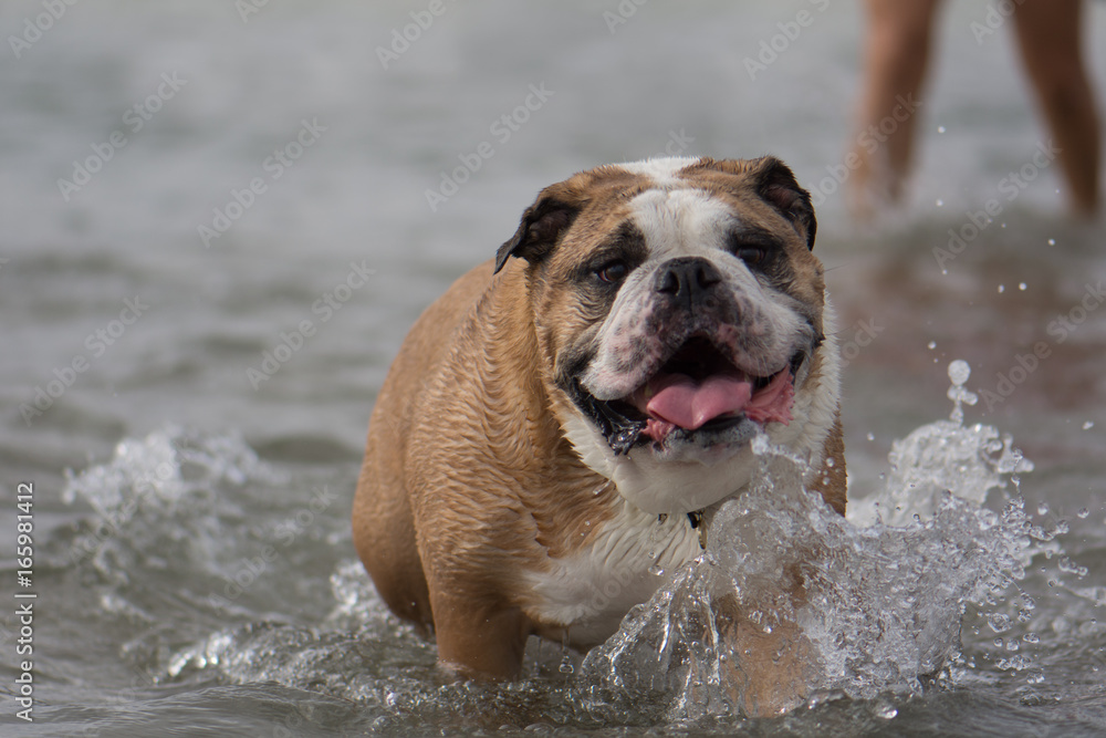 English Bulldog Dog Portrait at Beach. San Diego California.