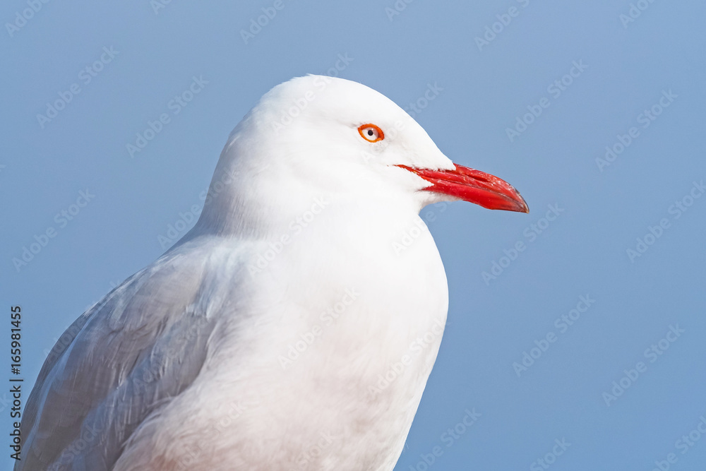 Obraz premium Silver Gull Portrait