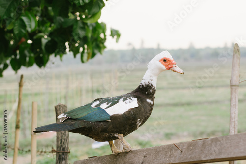 Mute duck. Duck in farm. Duck staring at you. Muscovy duck