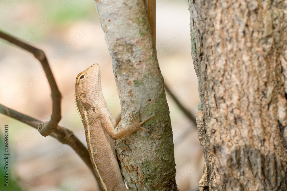 Obraz premium Close up thai chameleon on the tree.