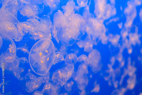 Pink Moon jellyfish floating in an aquarium with a blue background