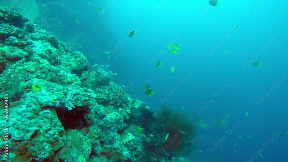 underwater landscape of the tropical sea, fish and corals of different color underwater landscape of the tropical sea, fish and corals of different color