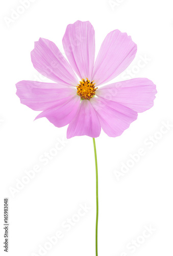 Light pink Cosmos flower isolated on white background. Garden Cosmos.