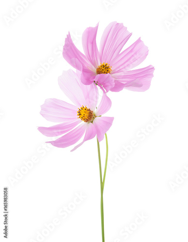  Two light pink Cosmos flowers isolated on white background. Garden Cosmos