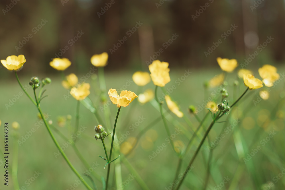 Obraz premium Small yellow flowers with dark background