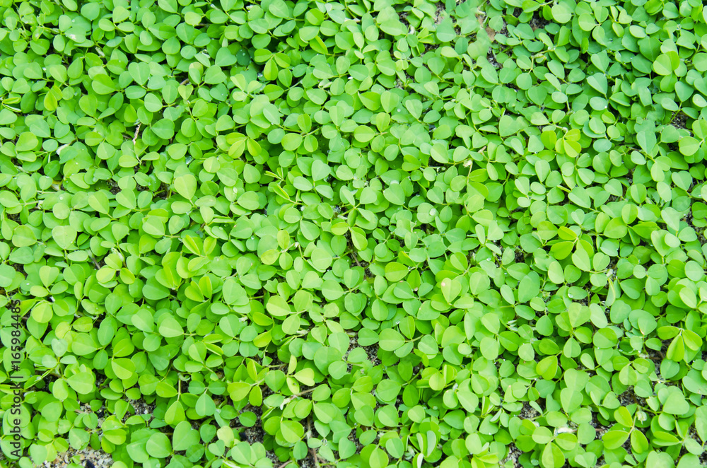 Fresh green leaves.Green background with leaves. Fresh green leaves.Green background with leaves.