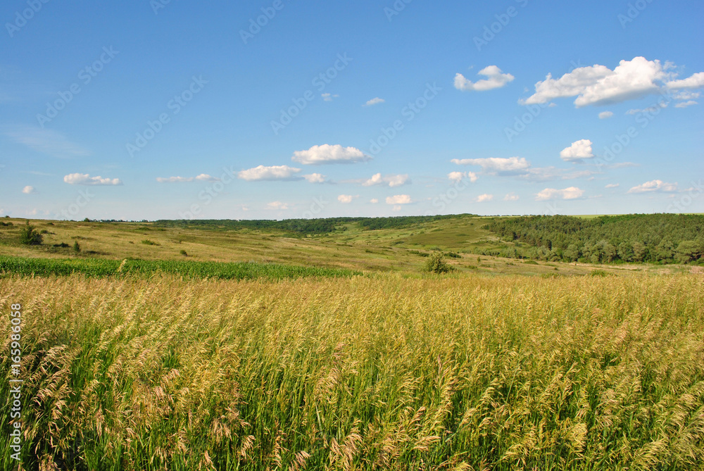 Field on the green hills, forests in the background, cloudy sky, Ukraine