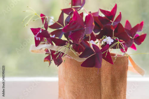 Houseplant Oxalis from the family Kislichnye (Oxidaceae) with dark-claret leaves on a window sill