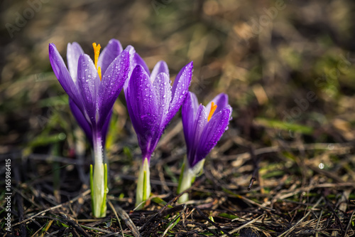 Crocuses